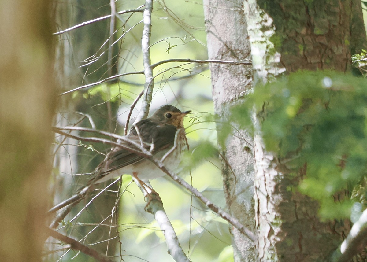 Swainson's Thrush - ML619108563