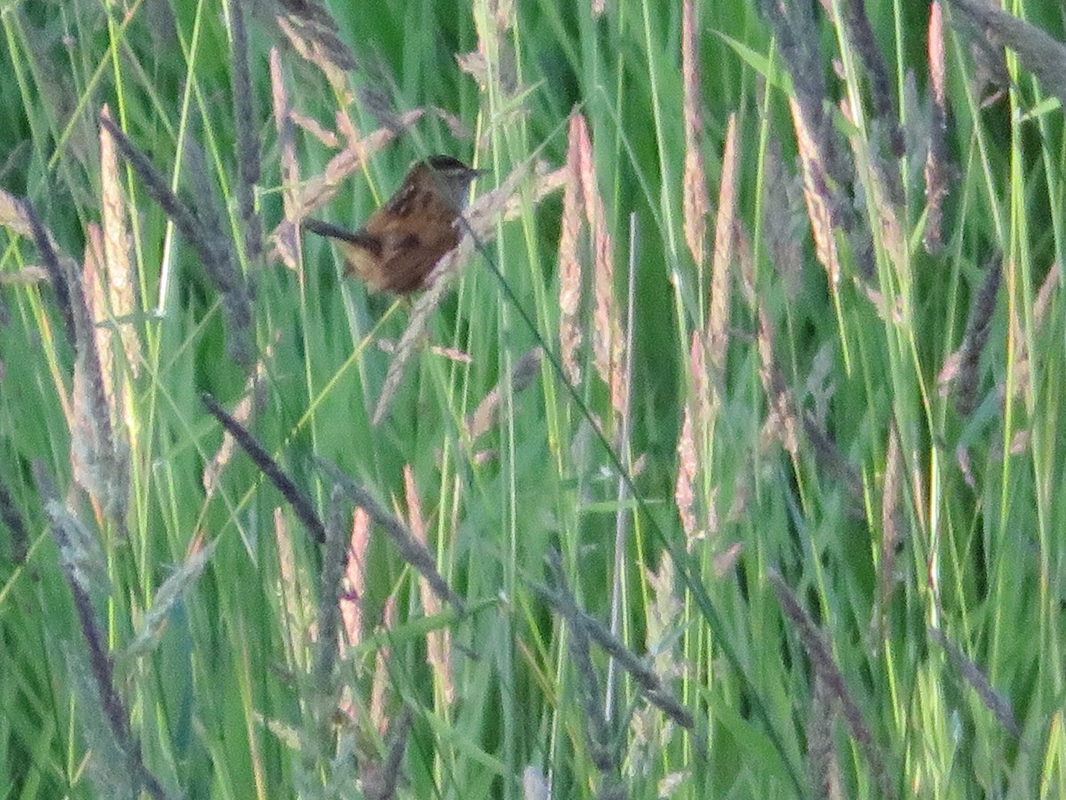 Marsh Wren - ML619108565