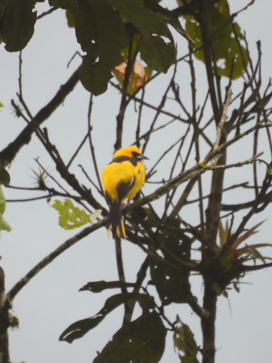Yellow-tailed Oriole - Sebastián Vizcarra