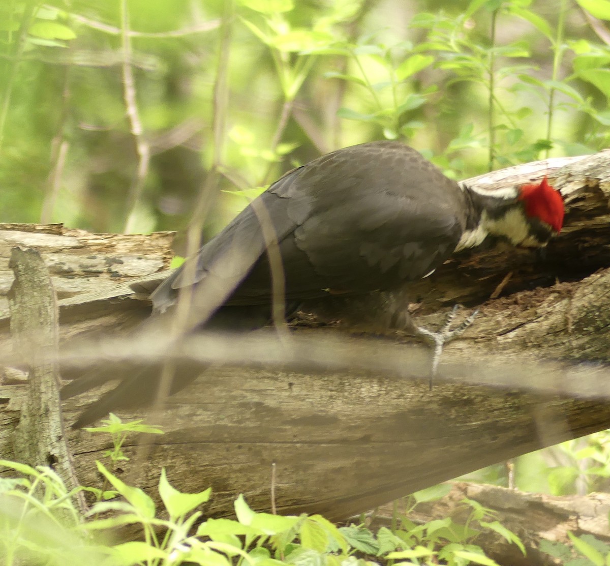Pileated Woodpecker - Jonathan Strandjord