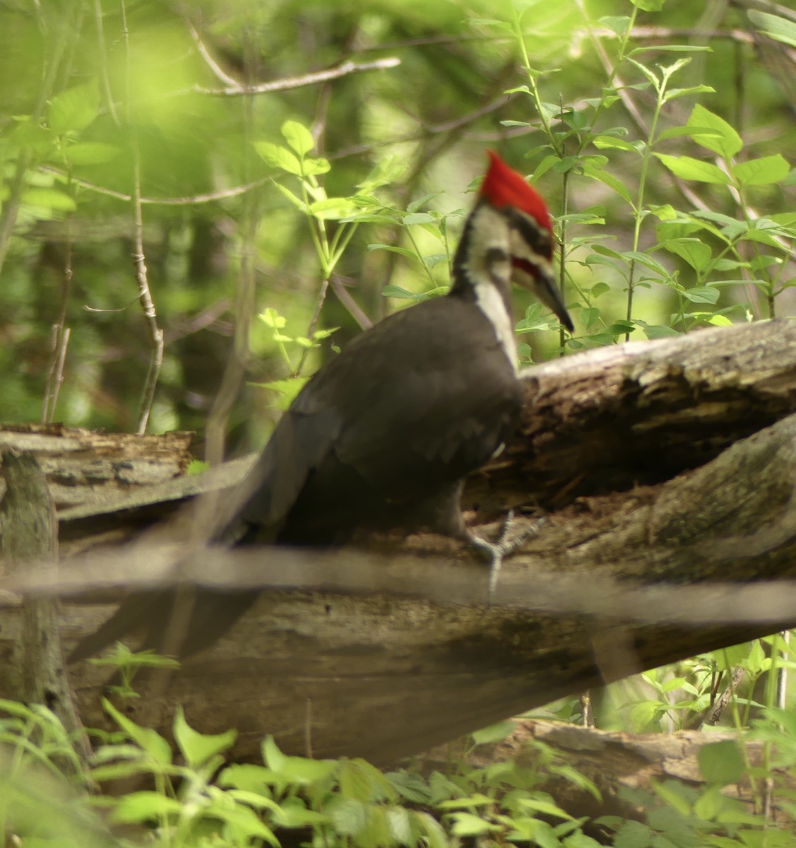 Pileated Woodpecker - ML619108573