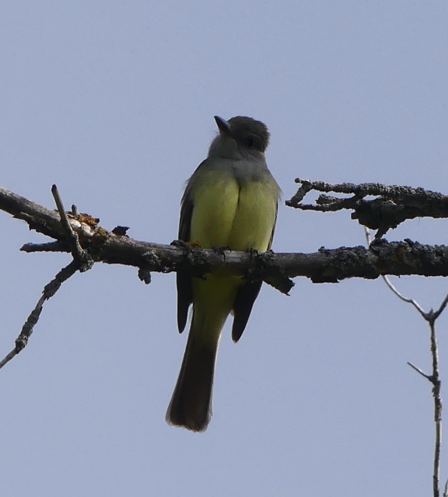 Great Crested Flycatcher - ML619108584