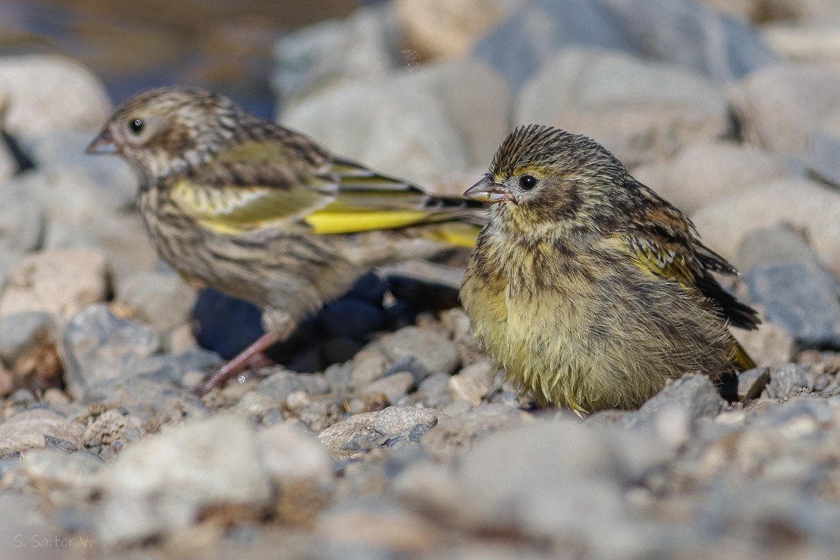 White-bridled Finch (Fuegian) - ML619108591