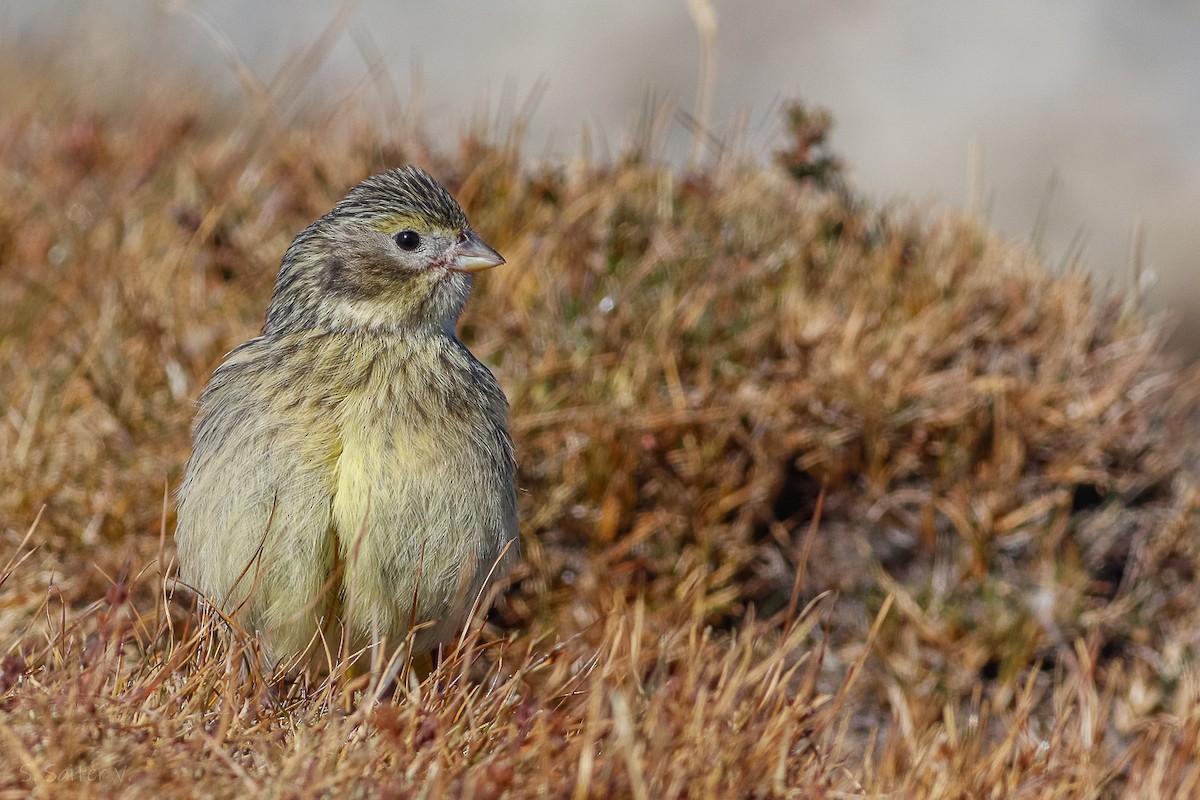 White-bridled Finch (Fuegian) - ML619108592