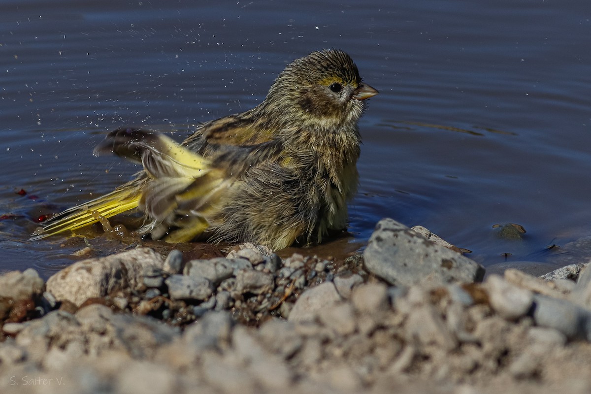 White-bridled Finch (Fuegian) - ML619108593