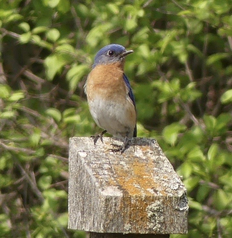 Eastern Bluebird - Jonathan Strandjord