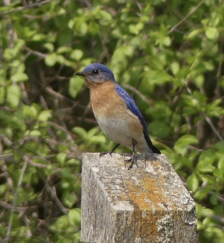 Eastern Bluebird - Jonathan Strandjord