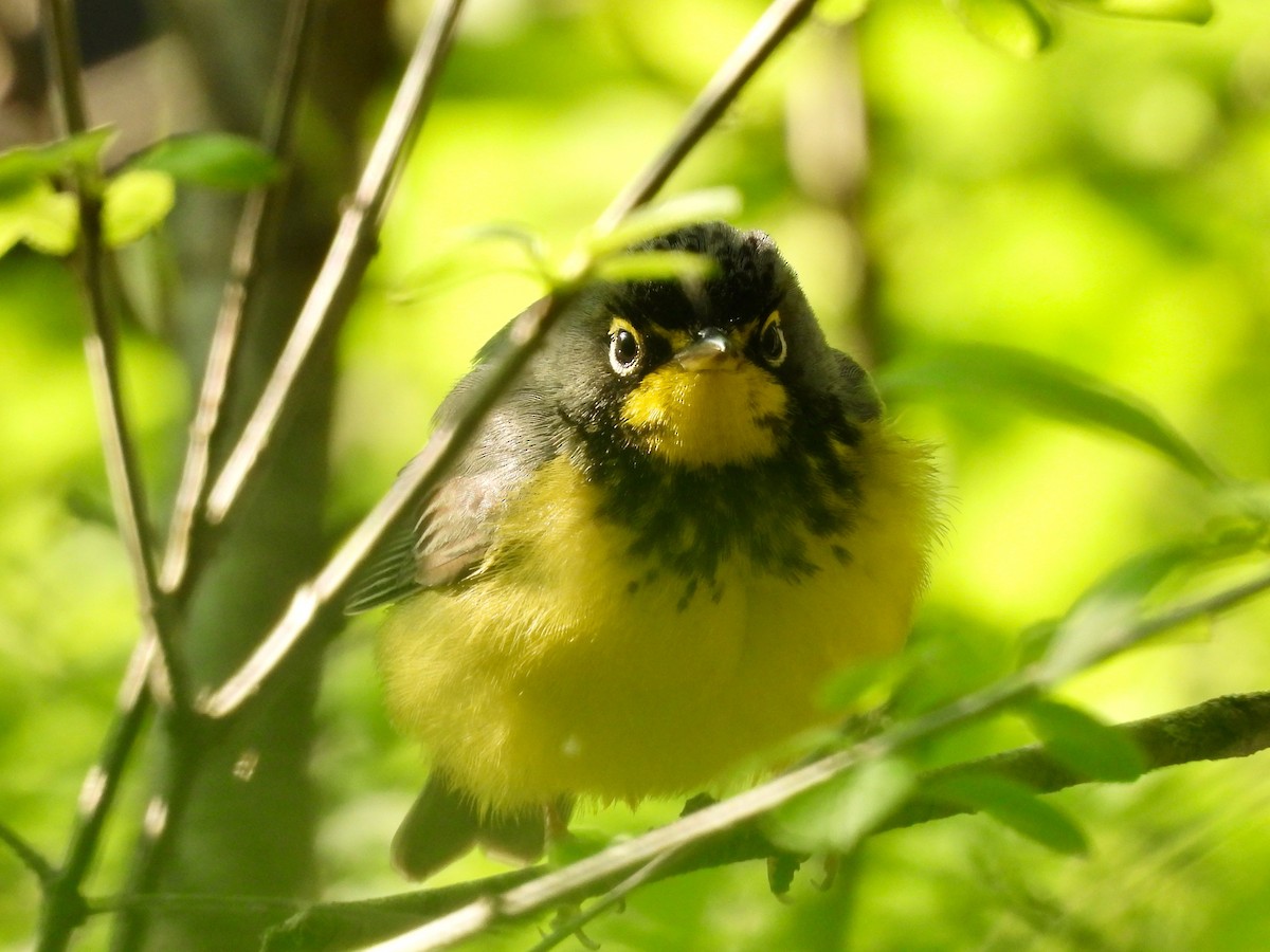 Canada Warbler - Jeff Bilsky