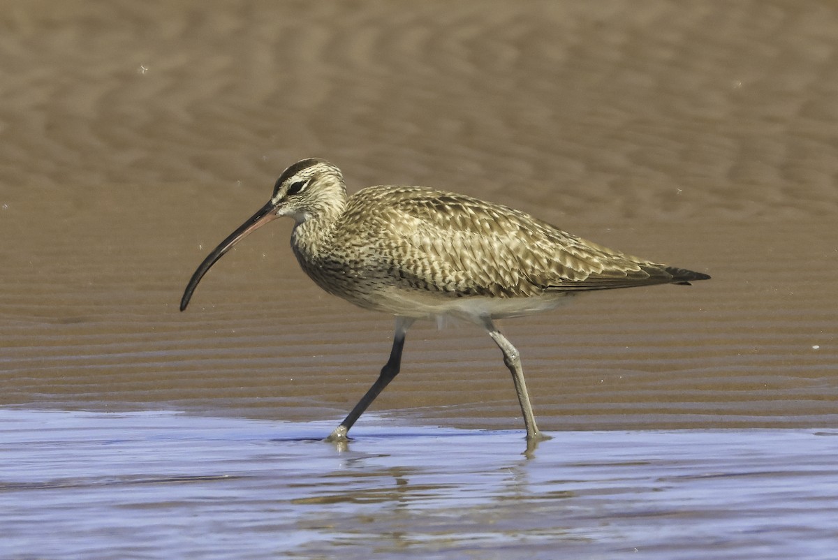 Regenbrachvogel - ML619108601