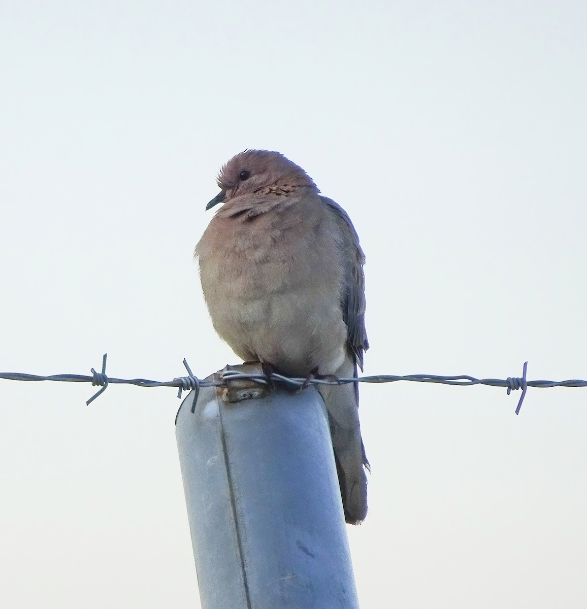 Laughing Dove - Kevin Pearce