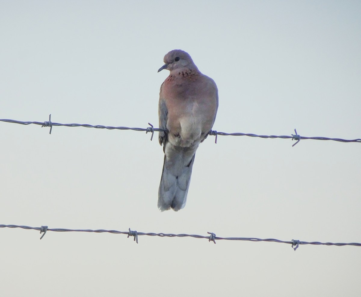 Laughing Dove - Kevin Pearce
