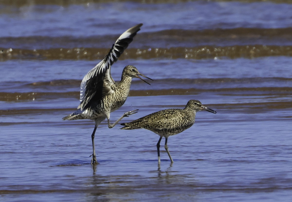 Willet - ML619108614