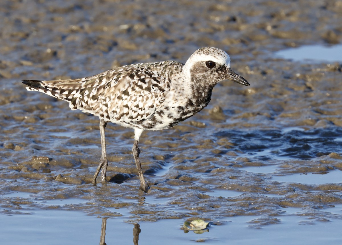 Black-bellied Plover - ML619108636