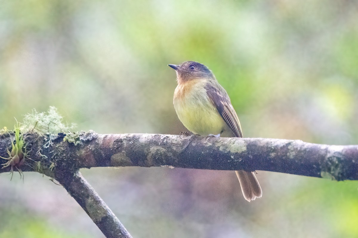 Rufous-breasted Flycatcher - Hanna Zhao