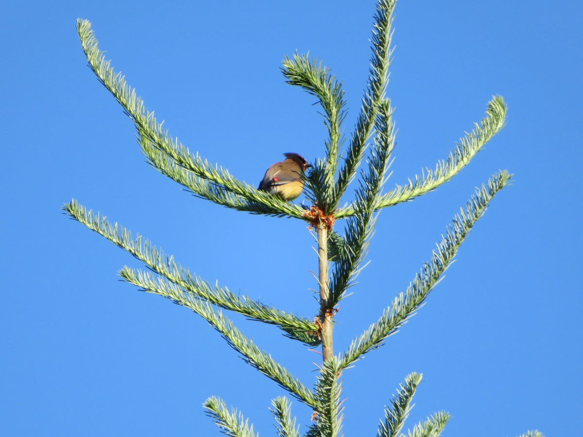 Cedar Waxwing - ML619108648