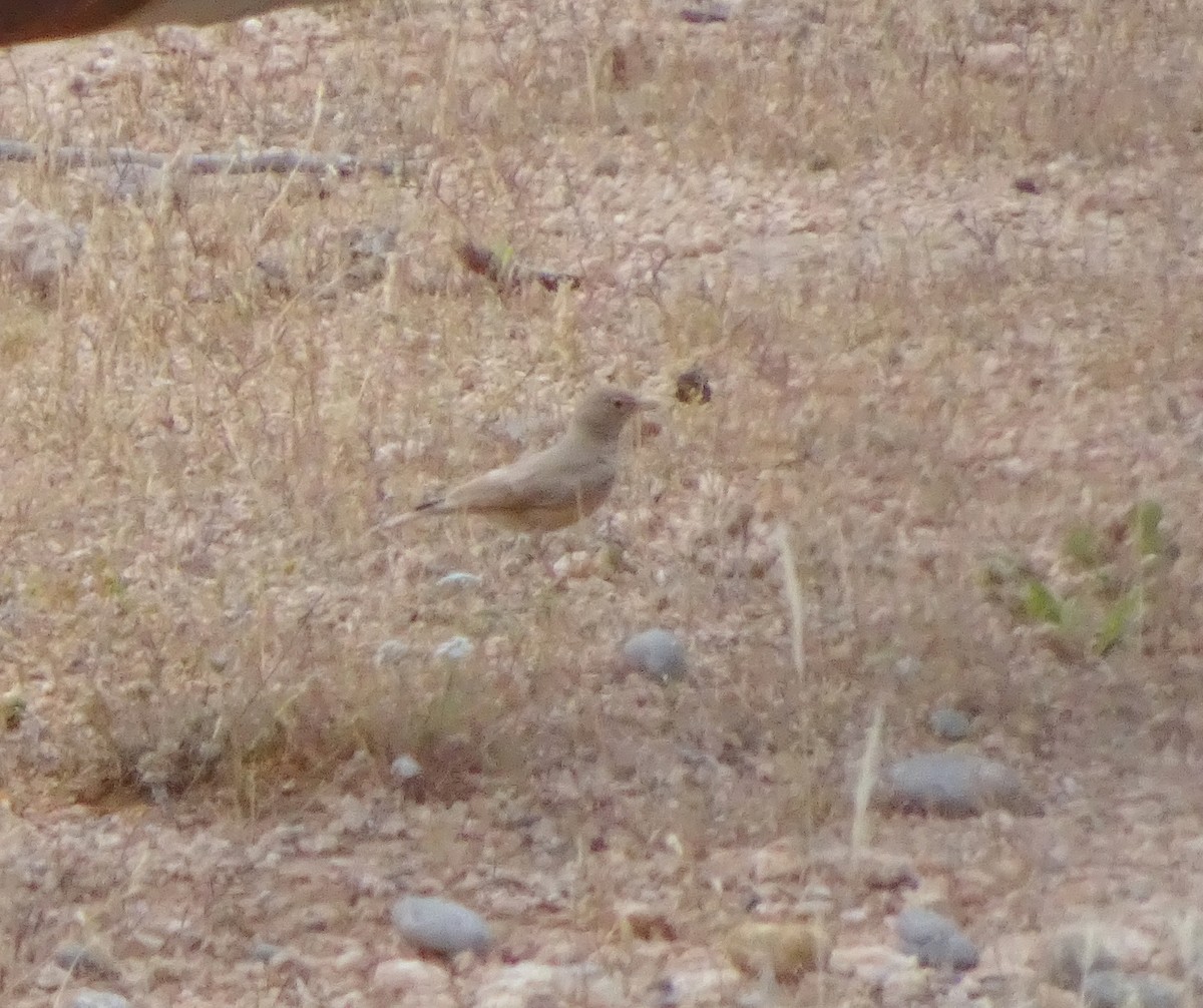 Pale Rockfinch - Kevin Pearce