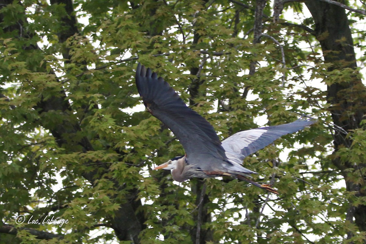 Great Blue Heron - Luc Laberge