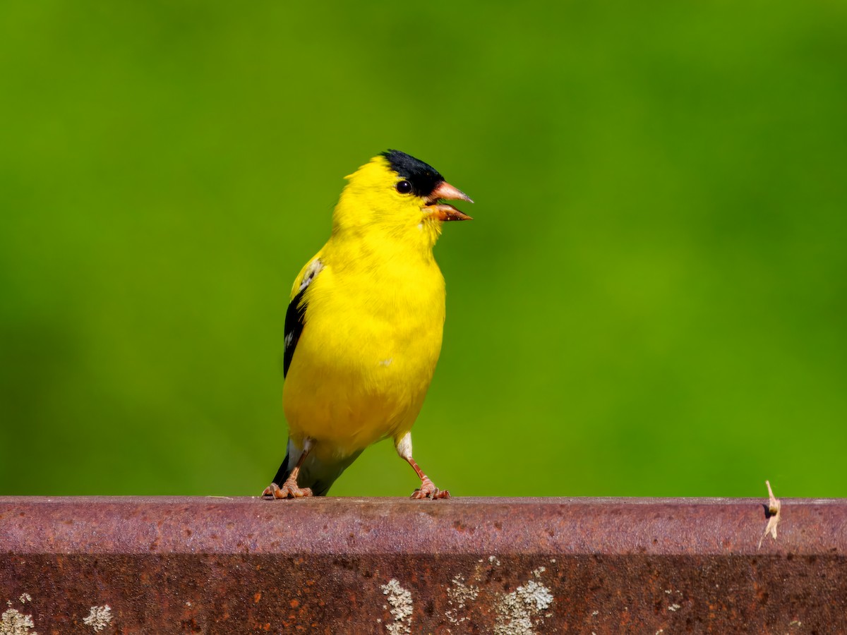 American Goldfinch - Steven Meisel