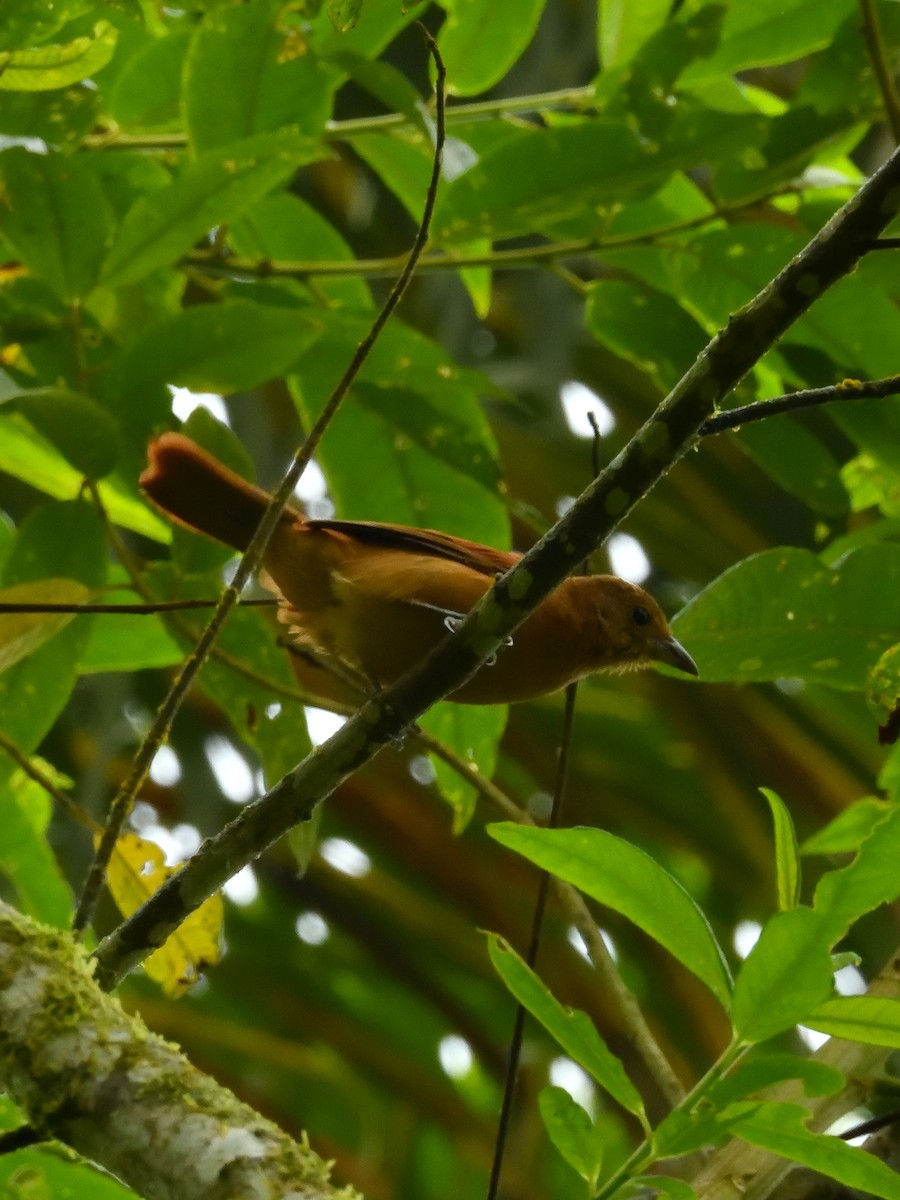 White-shouldered Tanager - Sebastián Vizcarra