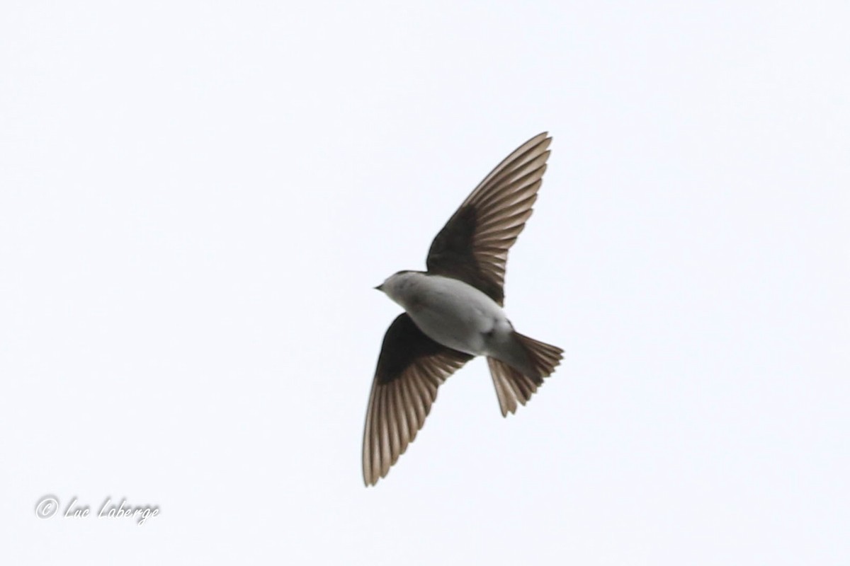 Tree Swallow - Luc Laberge