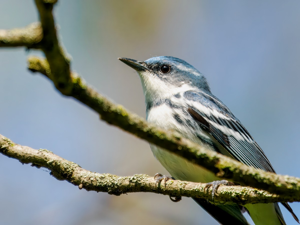 Cerulean Warbler - Steven Meisel