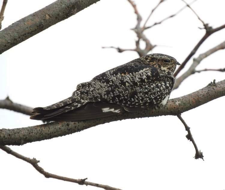 Common Nighthawk - ML619108695