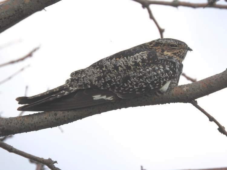 Common Nighthawk - ML619108697