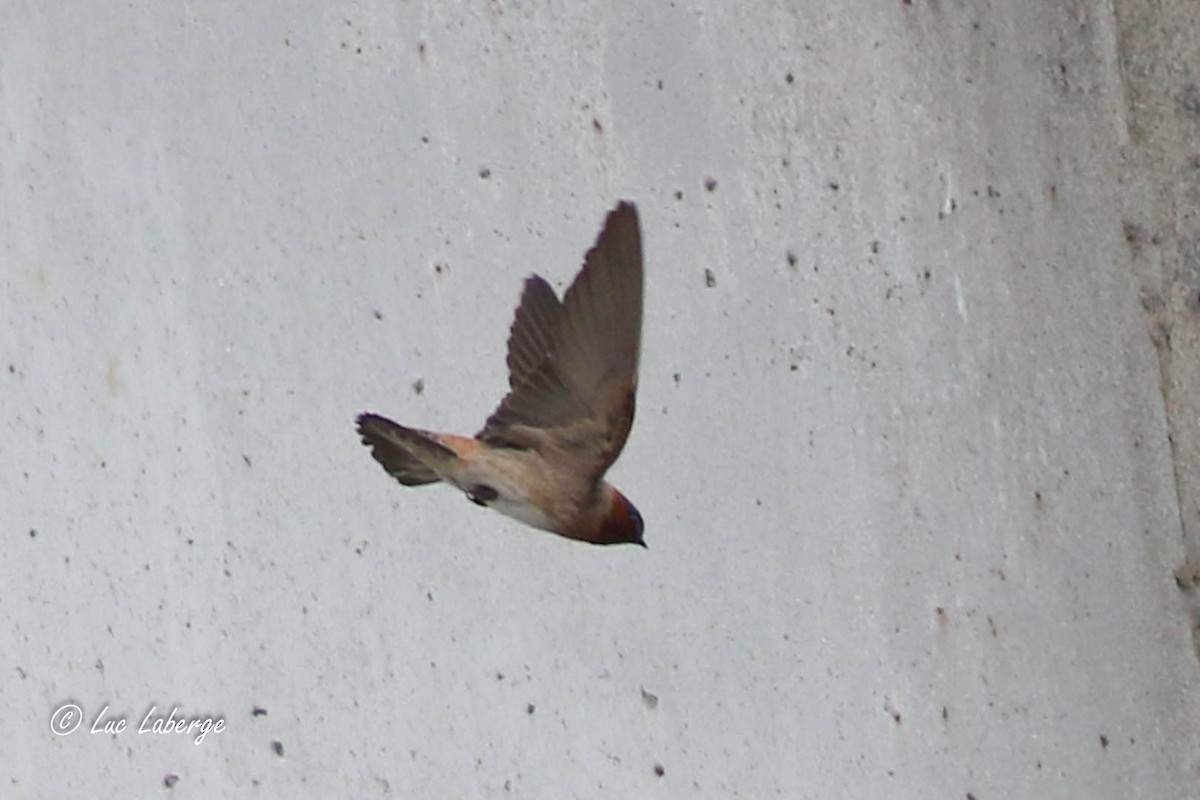 Cliff Swallow - Luc Laberge