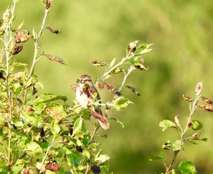 Song Sparrow - ML619108741