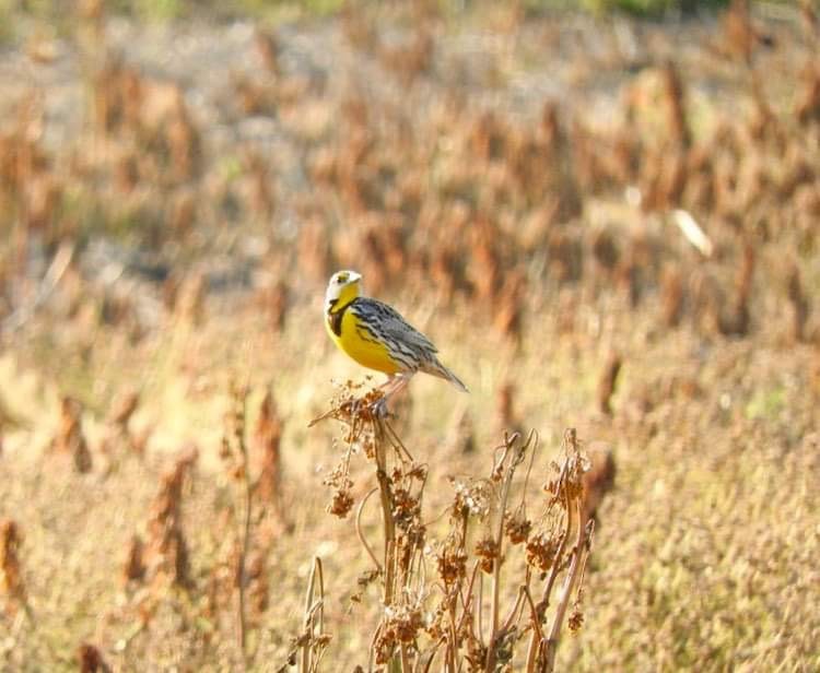 Eastern Meadowlark - Deanna Uphoff