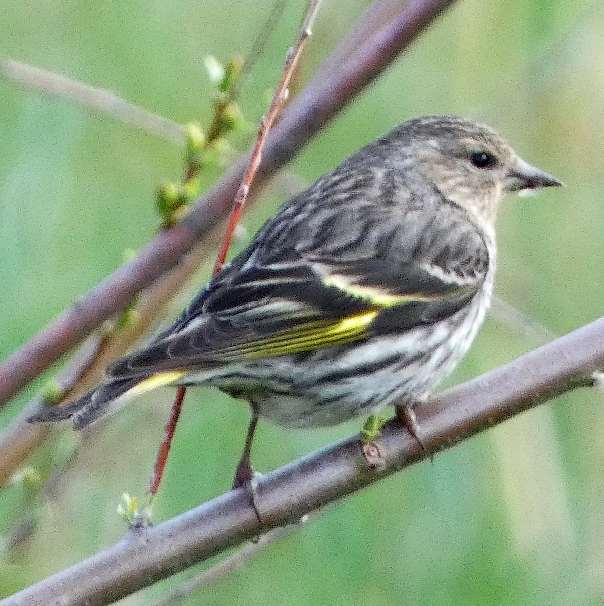 Pine Siskin - C Fred Zeillemaker