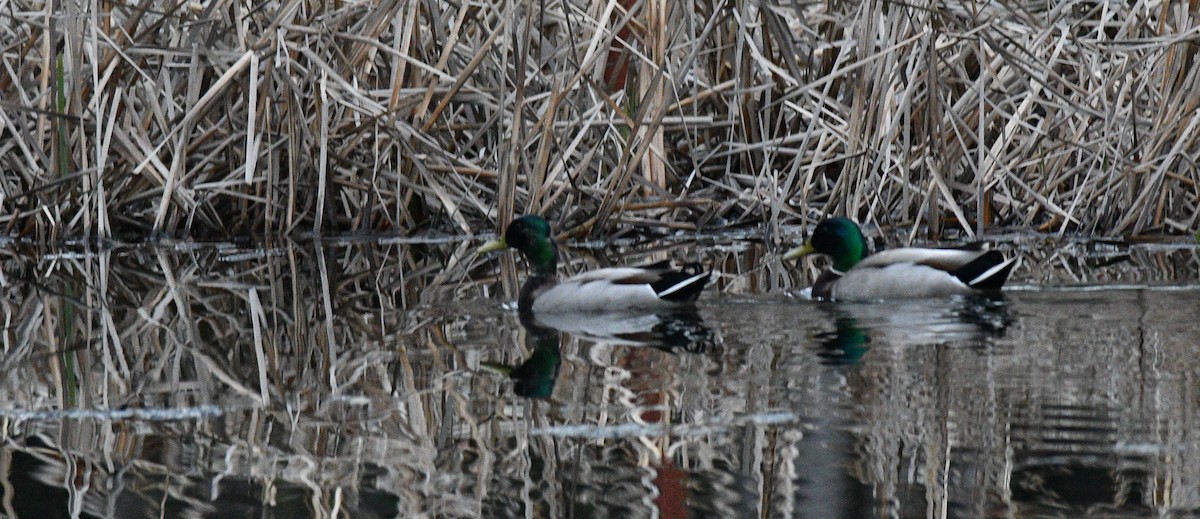 Mallard - Jean Guy Chouinard