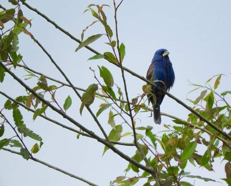 Guiraca bleu - ML619108764