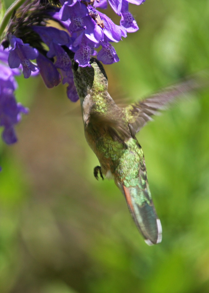 Broad-tailed Hummingbird - ML619108786