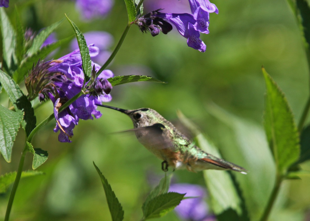 Broad-tailed Hummingbird - ML619108801