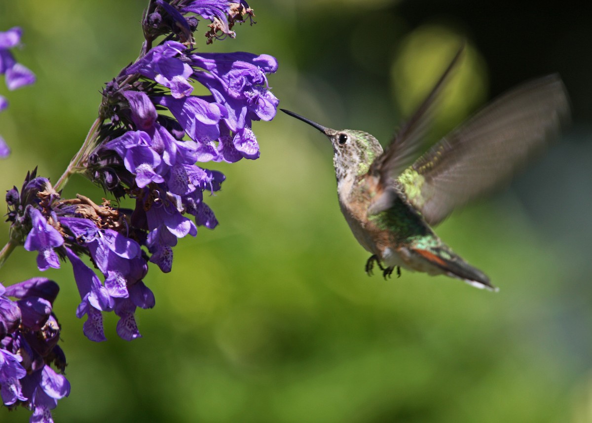 Broad-tailed Hummingbird - ML619108804