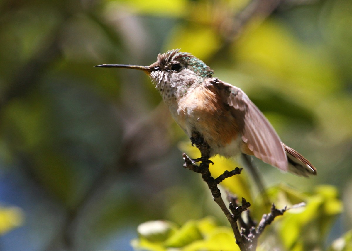 Broad-tailed Hummingbird - ML619108843