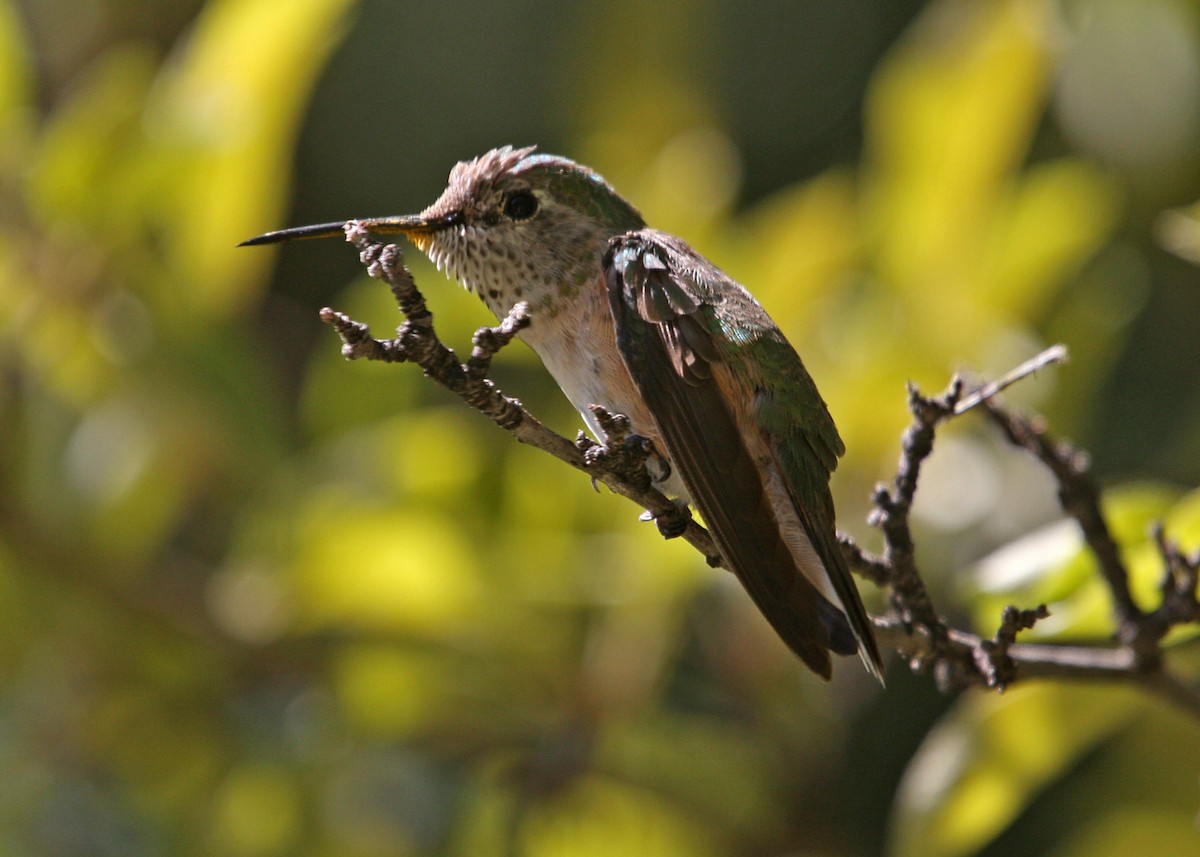 Broad-tailed Hummingbird - ML619108845
