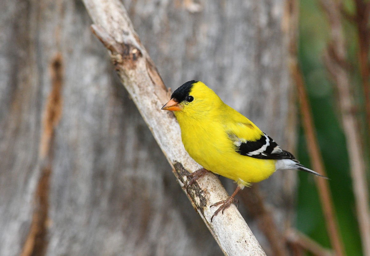 American Goldfinch - ML619108848