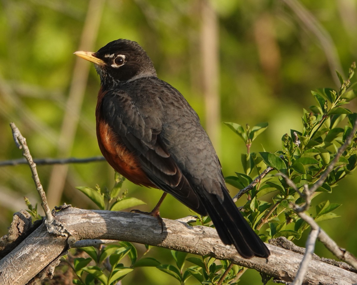 American Robin - B Maguire