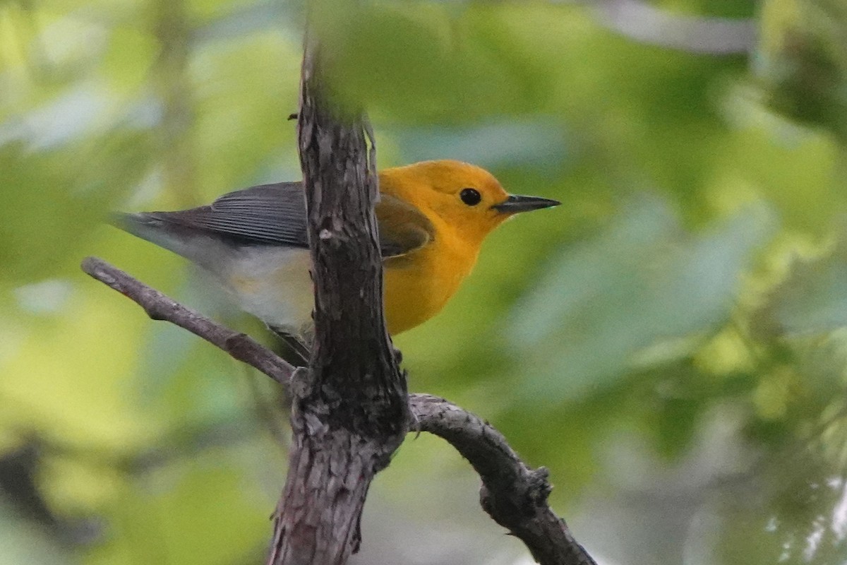 Prothonotary Warbler - Doug Johnson