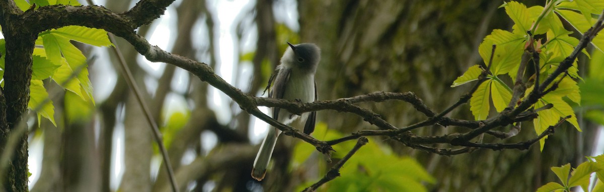 Blue-gray Gnatcatcher - ML619108881