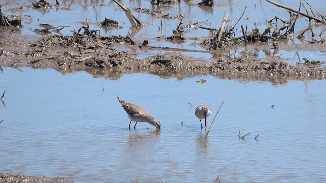 Stilt Sandpiper - ML619108892