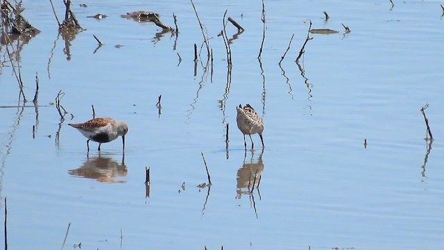 Dunlin - ML619108896