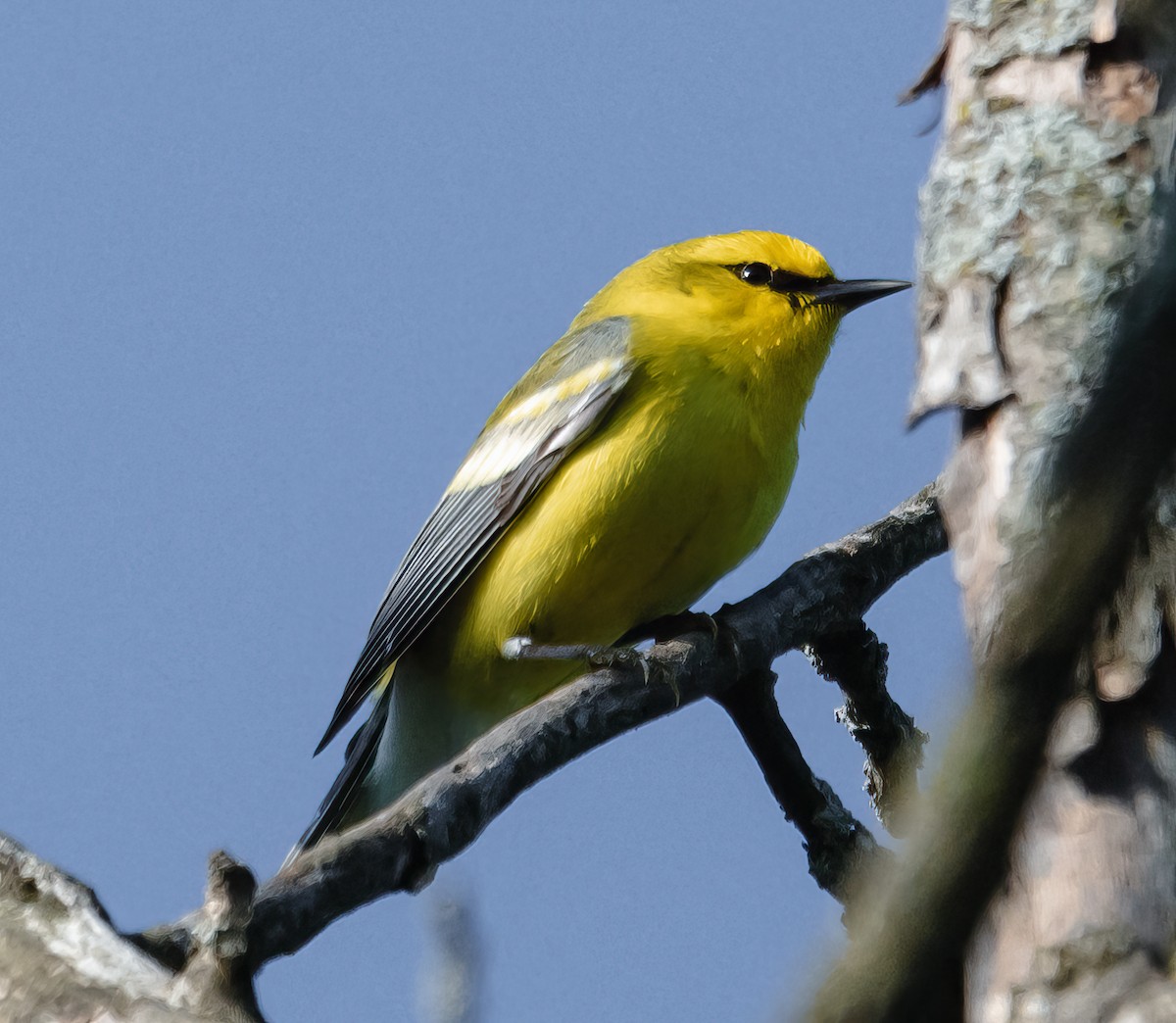 Blue-winged Warbler - Tim D