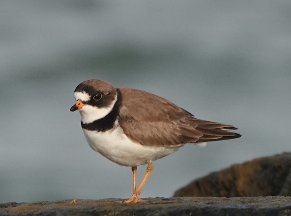 Semipalmated Plover - B Maguire