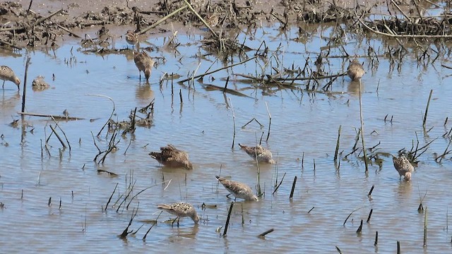 Stilt Sandpiper - ML619108908