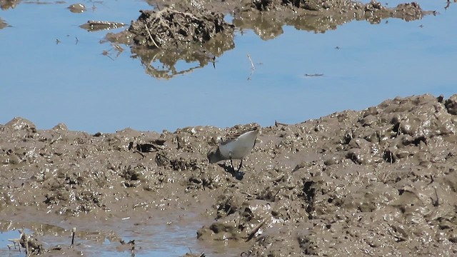 kleiner Strandläufer, unbestimmt - ML619108912