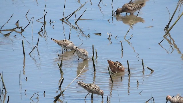 Stilt Sandpiper - ML619108915