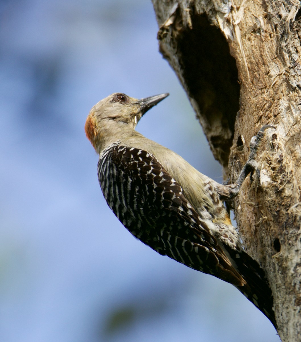 Red-crowned Woodpecker - Raúl Obregón